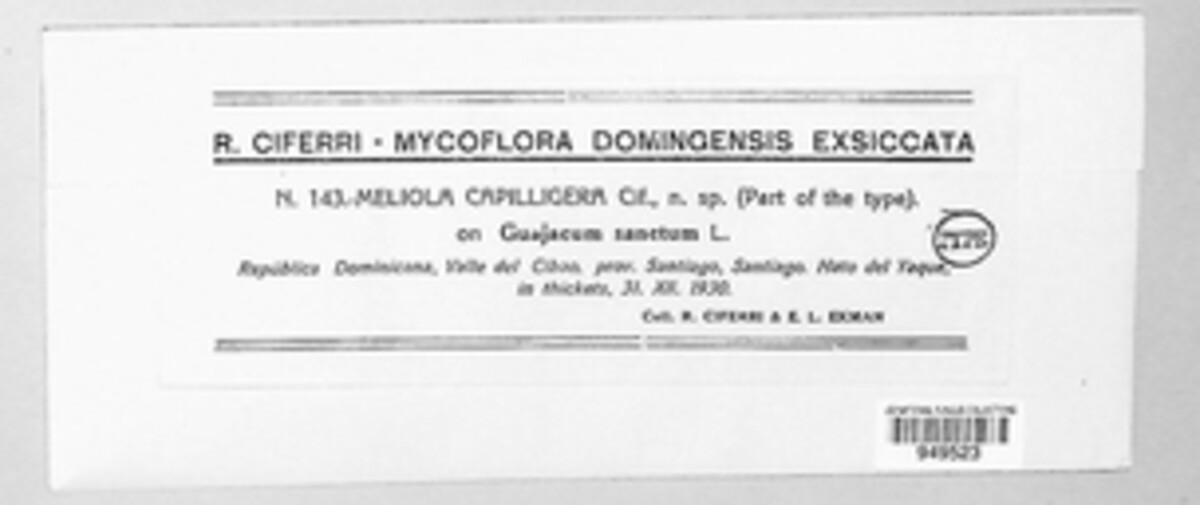 Meliola capilligera image